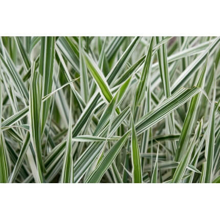 Reed Canarygrass