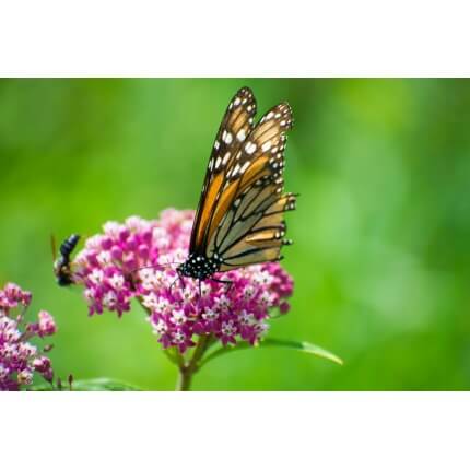 Smooth Milkweed